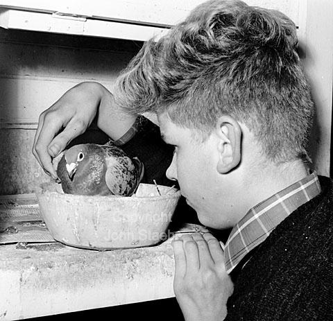 Dreng og brevdue.
04-09-63.
6x6, jpeg, 300 dpi, size: 1 - 2 MB.
Printsize: 25 cm. m6340101.jpg