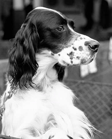 Engelsk setter, Hundeudstilling Charlottenlund Travbane.
19-06-64.
6x6, tiff, 300 dpi, size: 4 - 7 MB.
Printsize: 25 cm n6440306.jpg