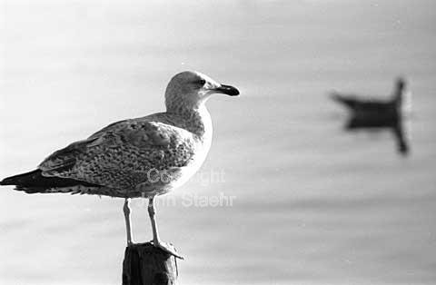 Måger i Københavns havn.
26/10/64.
24x36, tiff, 300 dpi, size: 4 - 7 MB.
Printsize: 25 cm sa64472608.jpg