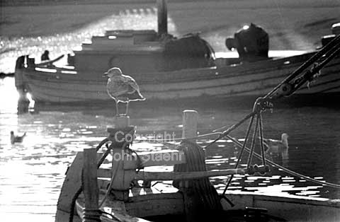 Måger i Københavns havn.
26/10/64.
24x36, tiff, 300 dpi, size: 4 - 7 MB.
Printsize: 25 cm sa64472704.jpg