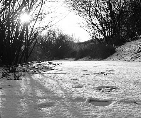 Vinter i Botanisk Have.
14-01-64.
6x6, tiff, 300 dpi, size: 4 - 7 MB. b6440805.jpg