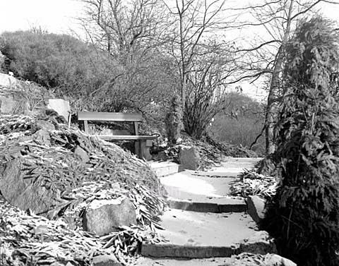 Vinter i Botanisk Have.
14-01-64.
6x6, tiff, 300 dpi, size: 4 - 7 MB. b6440806.jpg