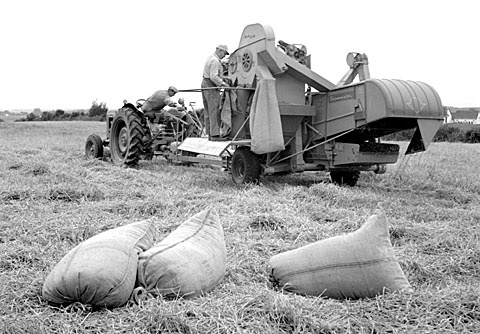 Høstarbejde hos husmand Frederik Blom, Vester Broby ved Sorø. Naboen sidder på traktoren.
01-09-63.
6x6, jpeg, 300 dpi, size: 1 - 2 MB.
Printsize: 25 cm.
l6343002.jpg