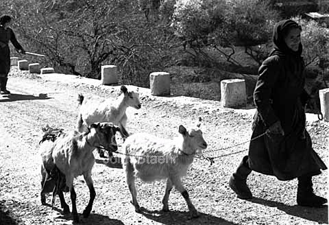 Greek people and animals in Alona village near Trodos mountain range in Cyprus.
06/03/1965.
24x36, tiff, 300 dpi, size: 14 - 24 MB.
Printsize: 25 cm.
sa65131503.jpg