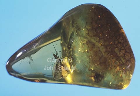 Amber with insect caught in the resin 45 - 55 mill. yers ago.
mar-1984.
24x36, diapos, tiff, 300 dpi, size: 15 - 18 MB.
Printsize: 25 cm. sa84010114.jpg